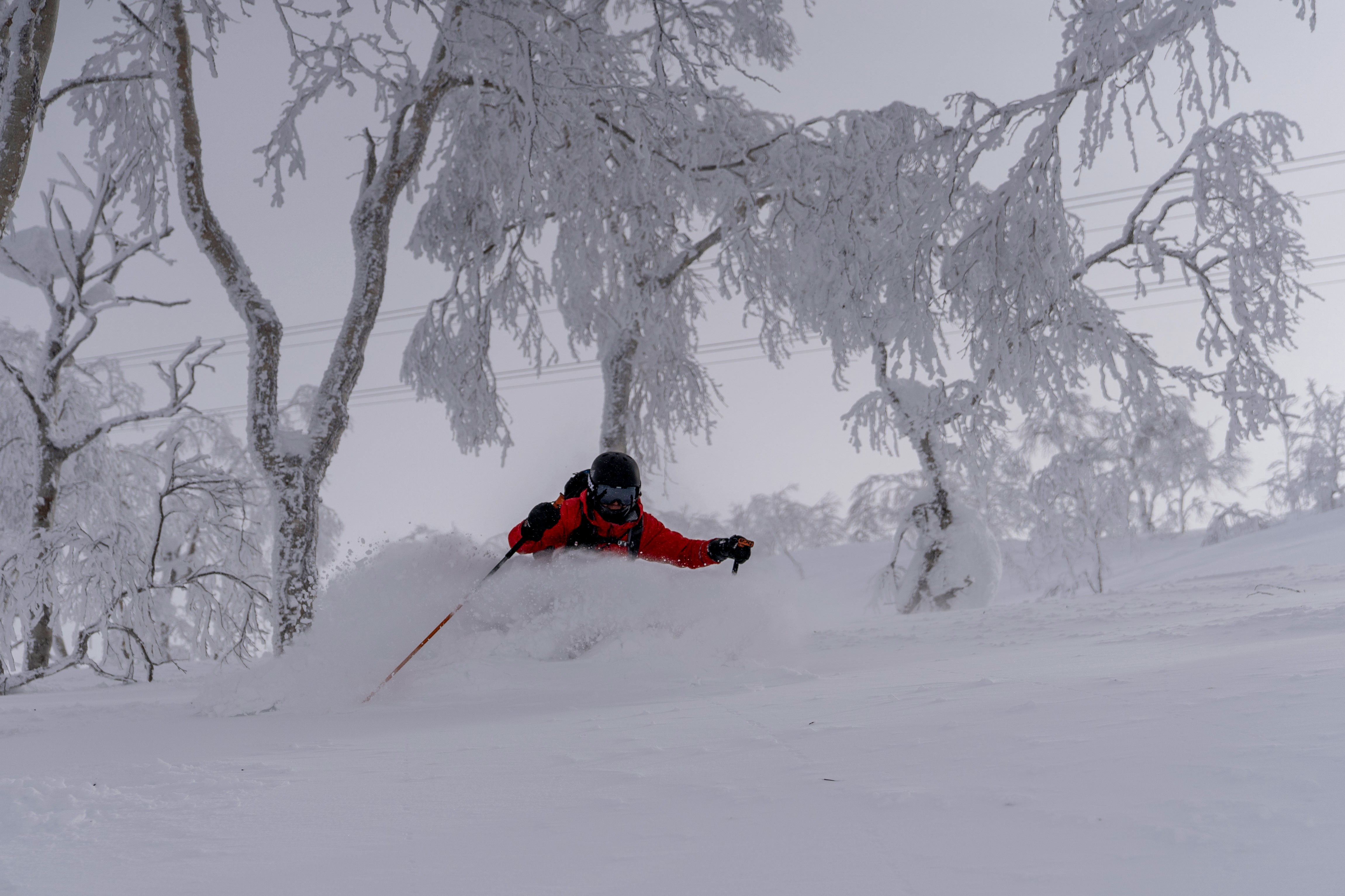 Skier through snow-laden trees in deep powder — Japan skiing