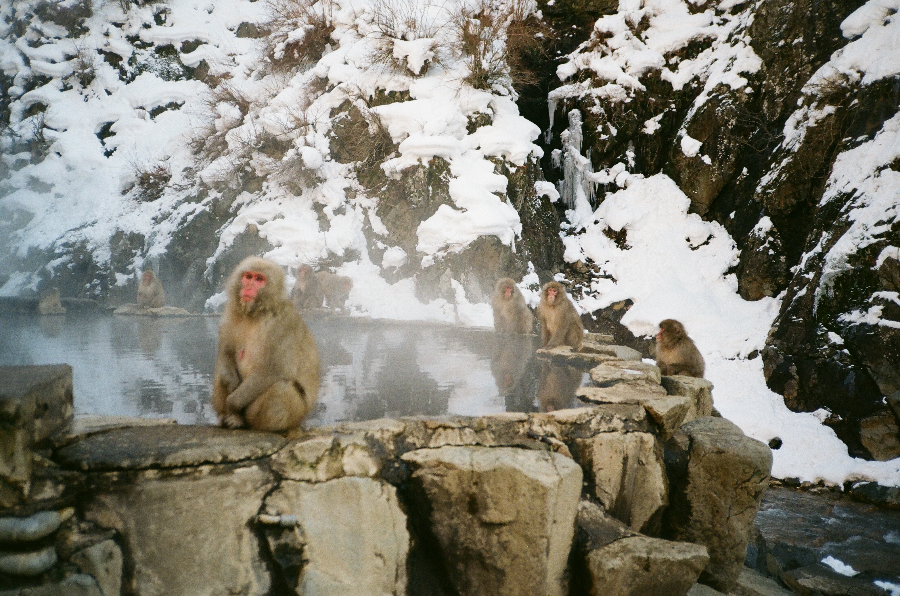 Japanese snow monkeys in natural hot spring at Jigokudani, Nagano Japan, photo by Kinman Bailey